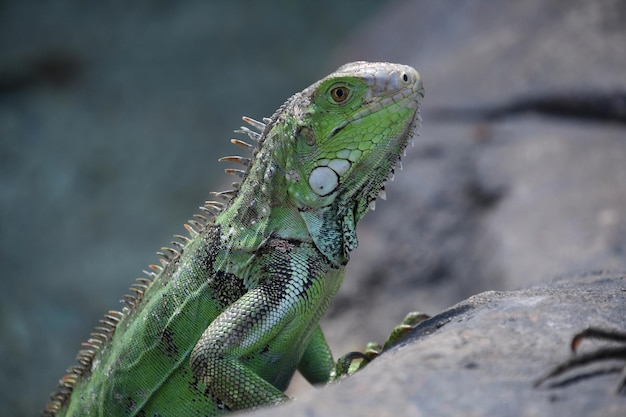 Mirando en el ojo de una iguana verde