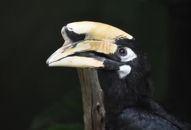 Mire de cerca la cara de un pájaro cálao negro.