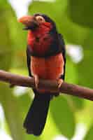 Foto gratuita mire de cerca un pájaro barbudo barbudo rojo y negro.