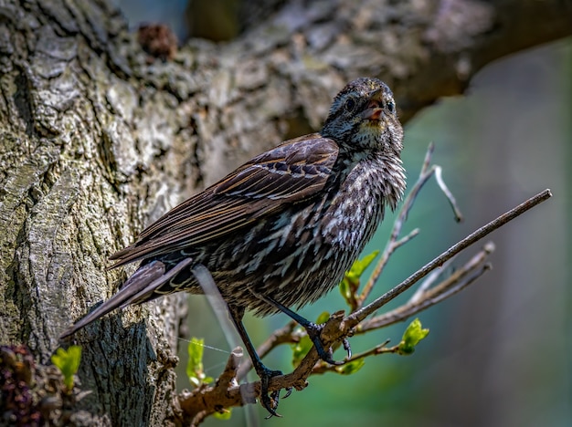 Mirlo de alas rojas (Agelaius phoeniceus)