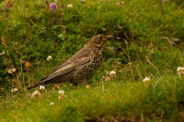 Mirlo, Turdus torquatus entre las rocas en España