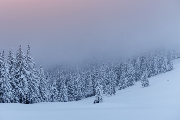 Misterioso paisaje de invierno, majestuosas montañas con árboles cubiertos de nieve.