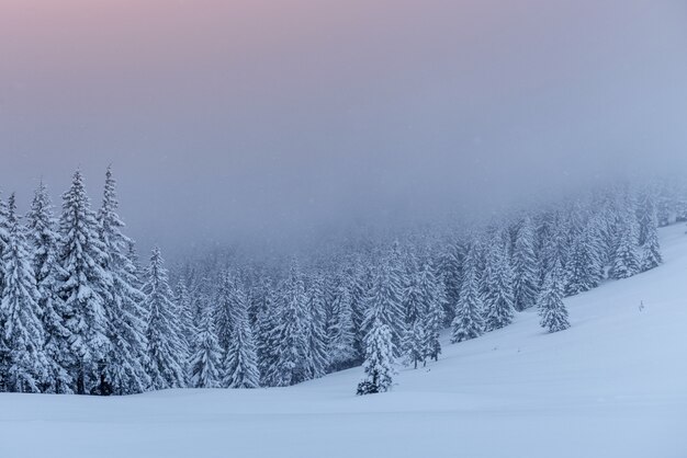 Misterioso paisaje de invierno, majestuosas montañas con árboles cubiertos de nieve.