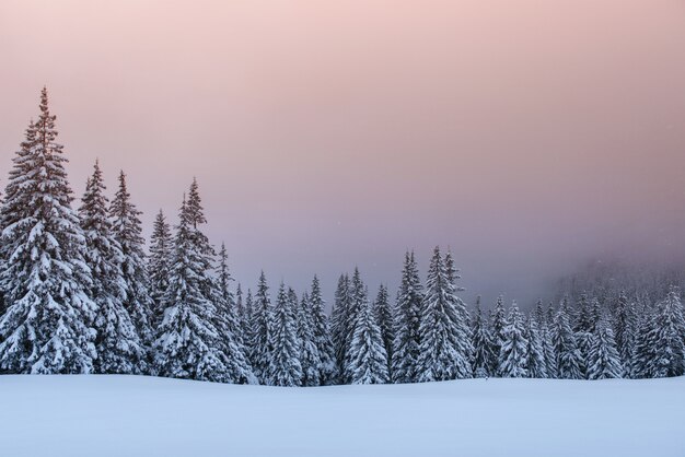 Misterioso paisaje de invierno, majestuosas montañas con árboles cubiertos de nieve.