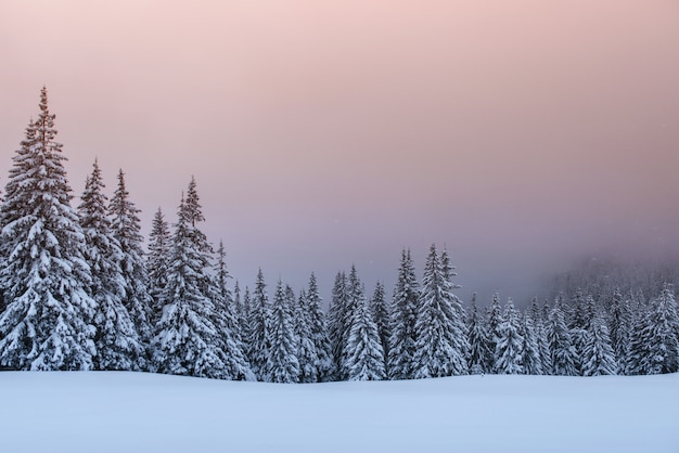 Misterioso paisaje de invierno, majestuosas montañas con árboles cubiertos de nieve.