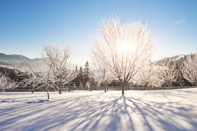 Misterioso paisaje de invierno majestuosas montañas en invierno. Invierno mágico árbol cubierto de nieve. Cárpatos Ucrania