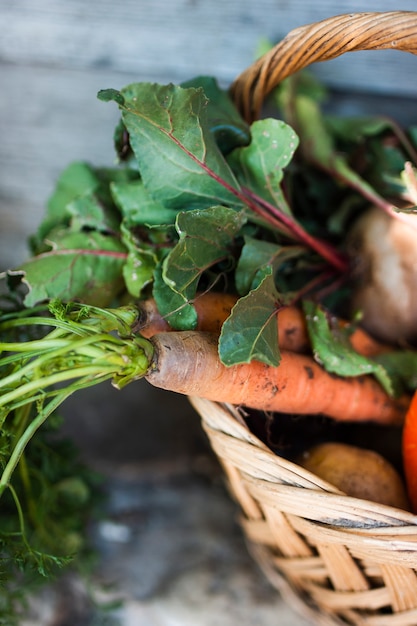 La mitad de una canasta con zanahorias orgánicas y una canasta con calabazas, zanahorias y rábanos