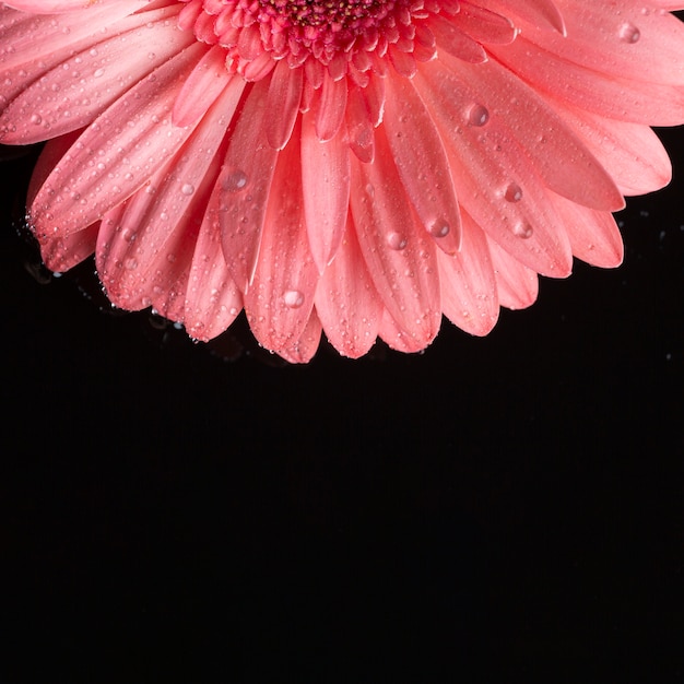 Foto gratuita la mitad de gerbera rosa y fondo negro