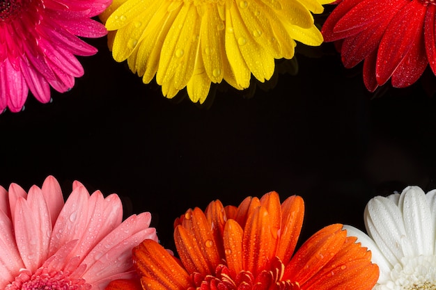 Mitades de flores de gerbera daisy sobre fondo negro