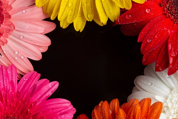 Mitades de primer plano de flores de gerbera con espacio de copia