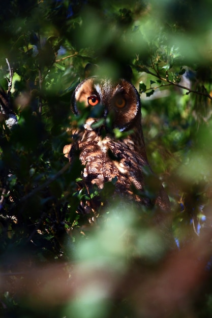 Foto gratuita mochuelo mirando intensamente a través de las ramas de los árboles