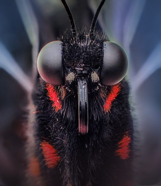 Foto gratuita mocro de una mariposa negra