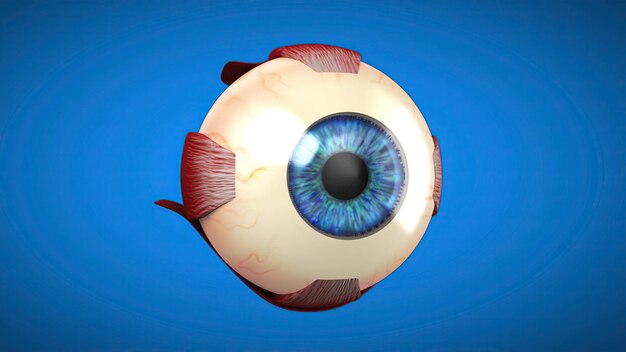 Modelo anatómico en 3D de un ojo