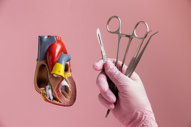 Modelo de corazón anatómico con fines educativos con instrumentos médicos
