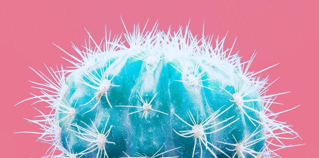 Moderna planta de cactus de neón tropical en rosa
