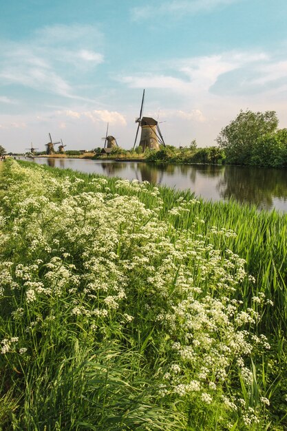 Molinos de viento holandeses tradicionales con hierba verde en primer plano, Holanda