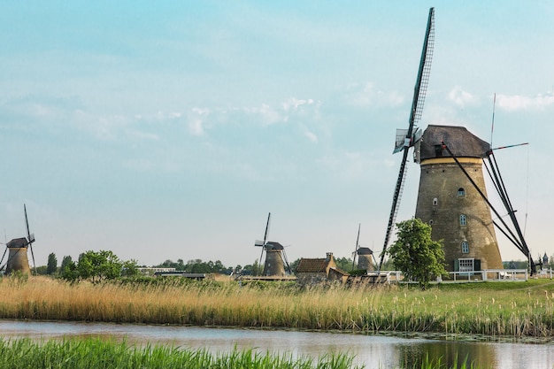 Molinos de viento holandeses tradicionales con hierba verde en primer plano, Holanda