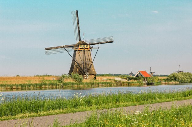 Molinos de viento holandeses tradicionales con hierba verde en primer plano, Holanda