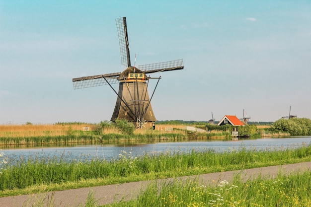 Molinos de viento holandeses tradicionales con hierba verde en primer plano, Holanda