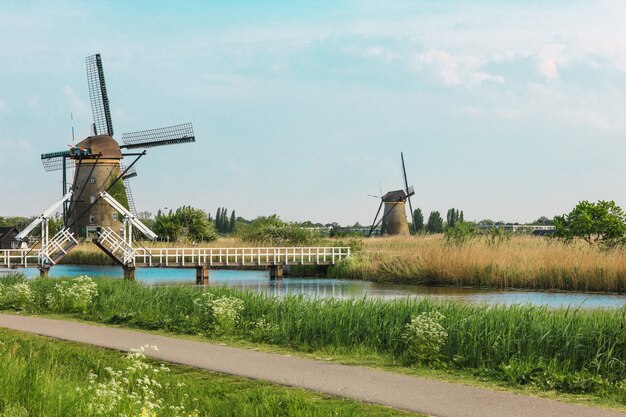 Molinos de viento holandeses tradicionales con hierba verde en primer plano, Países Bajos