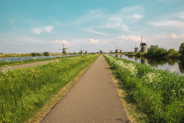 Molinos de viento holandeses tradicionales con pasto verde en primer plano