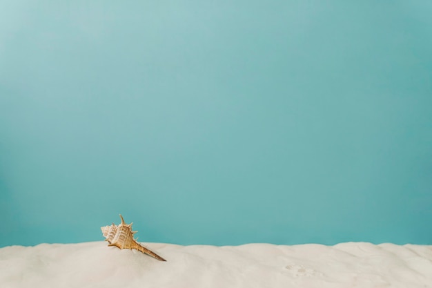 Foto gratuita mollusca en arena sobre fondo azul