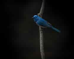 Foto gratuita monarca de nuca negra, hypothymis azurea