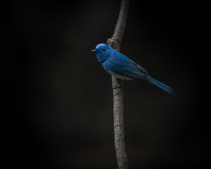 Foto gratuito monarca de nuca negra, hypothymis azurea