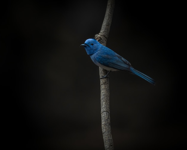 Monarca de nuca negra, Hypothymis azurea