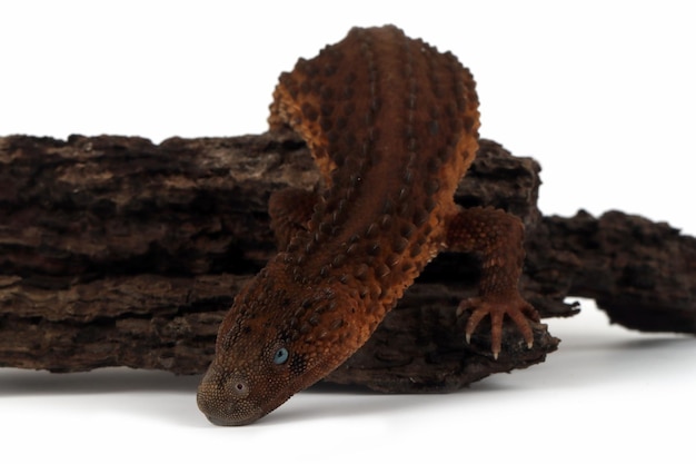 Monitor Earless Lanthanotus borneensis closeup sobre madera