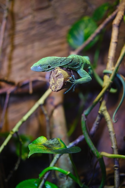 Monitor verde esmeralda en la rama de un árbol bajo la luz del sol