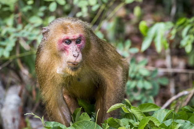 Mono con cara roja en bosque