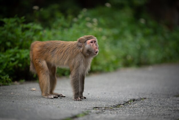 Mono en la carretera