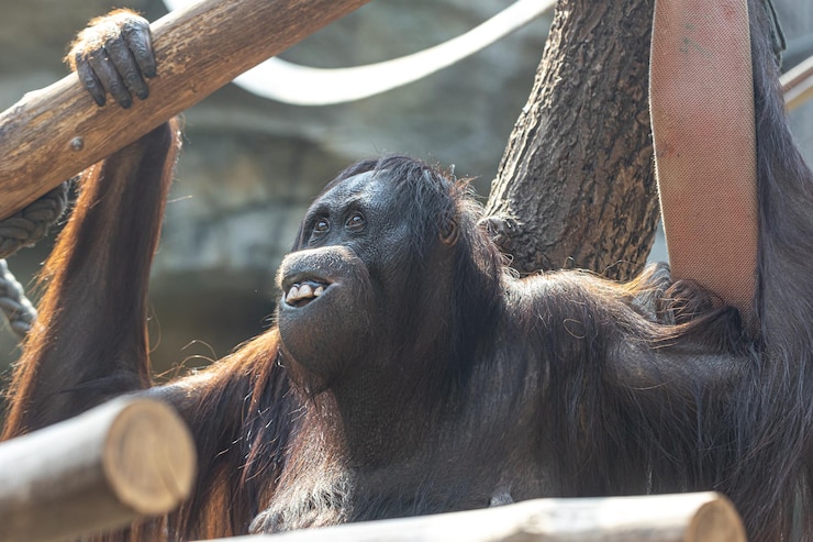 Foto gratuito mono divertido con una sonrisa divertida en el parque zoológico