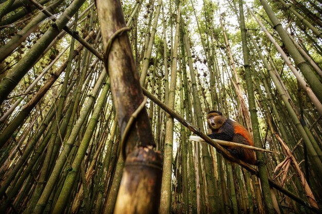 Mono dorado salvaje y muy raro en el bosque de bambú
