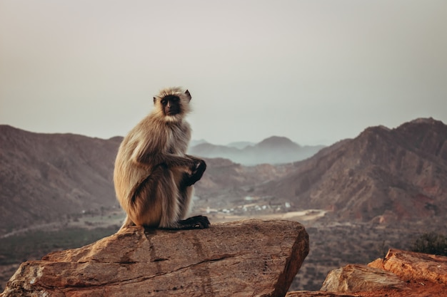 Mono Gibbon sentado en la roca y mirando con montañas en Pushkar, India