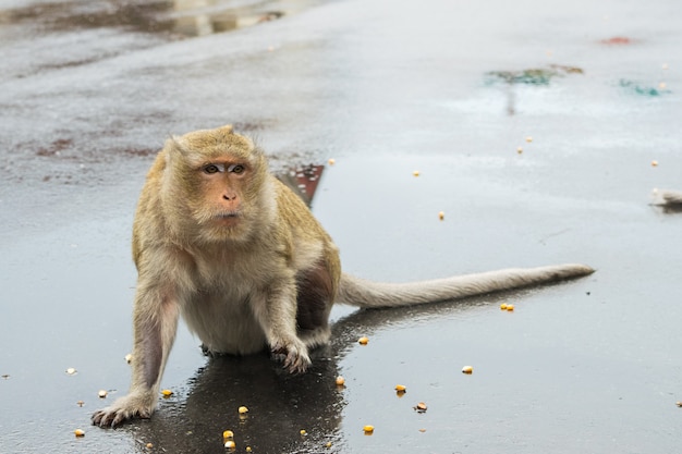 Foto gratuita mono macaco esperando semillas de maíz de los turistas.