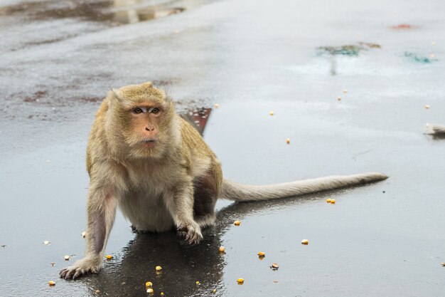 Mono macaco esperando semillas de maíz de los turistas.