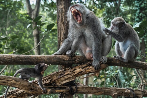 Mono macaco gruñendo y un mono macaco juguetón en una rama