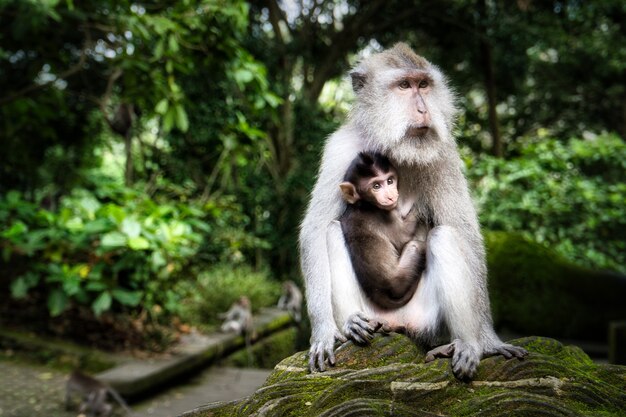 Mono macaco lindo madre sosteniendo a su bebé