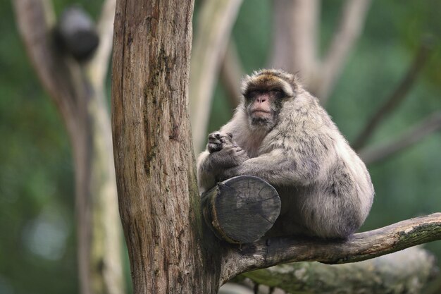 Mono macaco en la naturaleza en busca de hábitat cuidado familiar Macaca sylvanus