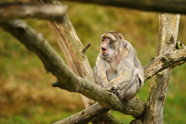 Mono macaco en la naturaleza en busca de hábitat cuidado familiar Macaca sylvanus