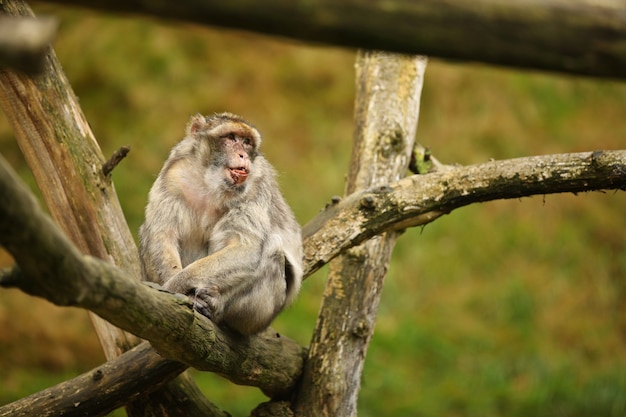 Mono macaco en la naturaleza en busca de hábitat cuidado familiar Macaca sylvanus