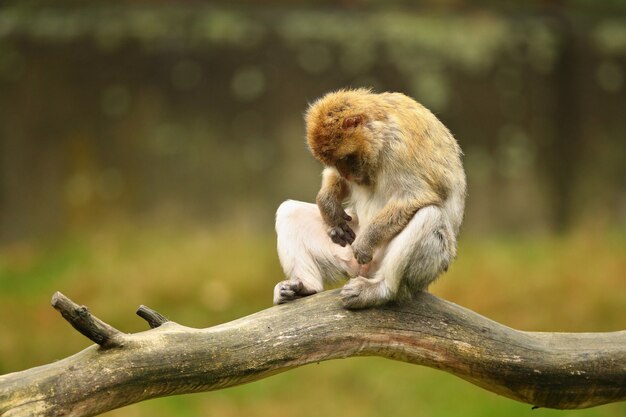 Mono macaco en la naturaleza en busca de hábitat cuidado familiar Macaca sylvanus