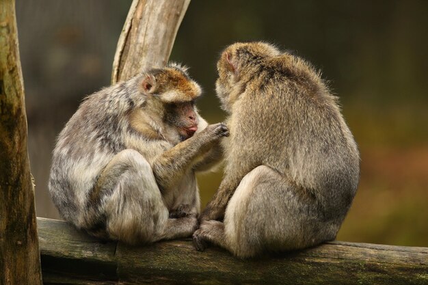 Mono macaco en la naturaleza en busca de hábitat cuidado familiar Macaca sylvanus