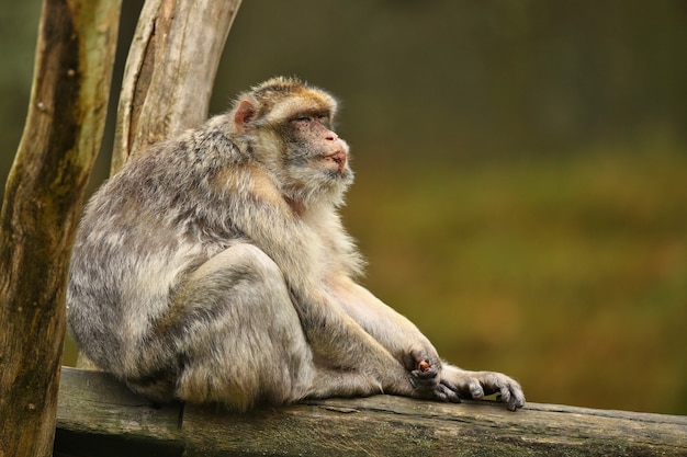 Mono macaco en la naturaleza