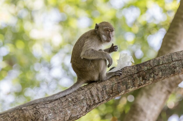 Mono marrón en la rama de un árbol