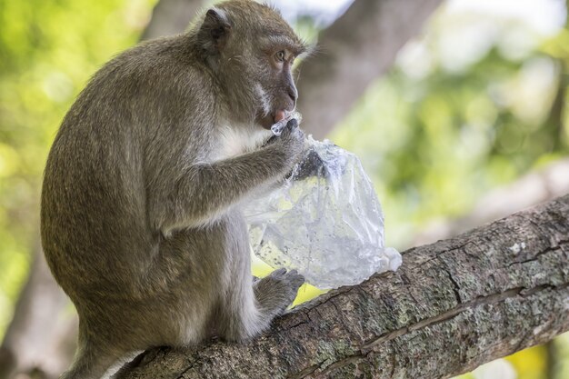 Mono marrón en la rama de un árbol