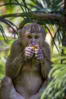 Foto gratuita mono marrón sentado en un árbol y comiendo plátano