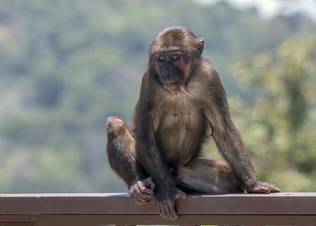 Mono marrón en su hábitat natural.